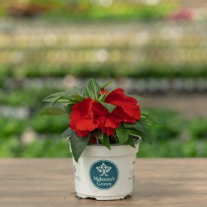 New Guinea Impatiens – Super Sonic Red – 6.5″ Pot