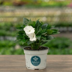 New Guinea Impatiens – Super Sonic White – 6.5″ Pot