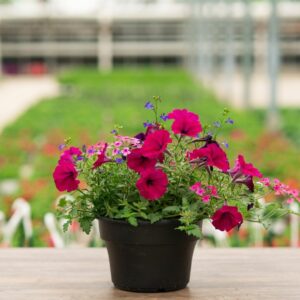 Combo – Night In Pompeii – 8″ Patio Pot