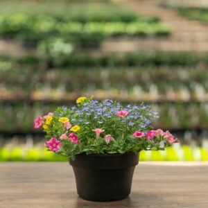 Combo – Pink Lemonade – 8″ Patio Pot
