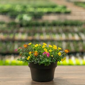 Combo – Biden My Time – 8″ Patio Pot