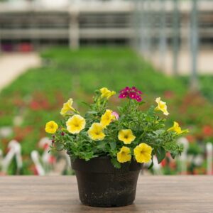 Combo – Great Escape – 8″ Patio Pot