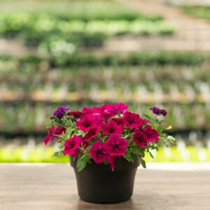 Combo – Jazzberry Jam – 8″ Patio Pot