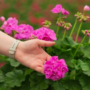 Geranium – Calliope Large Lavender – 10″ Patio Pot