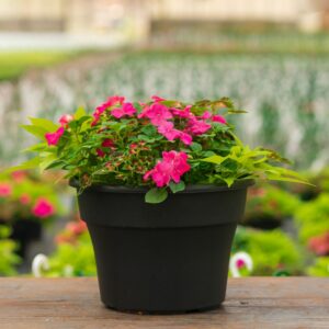 Shade Combo – Rose – 12″ Patio Pot