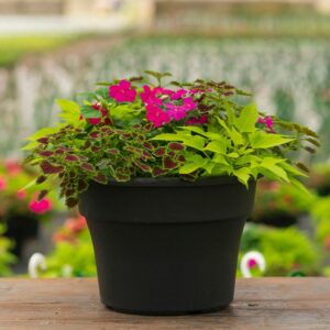 Shade Combo – Violet – 12″ Patio Pot