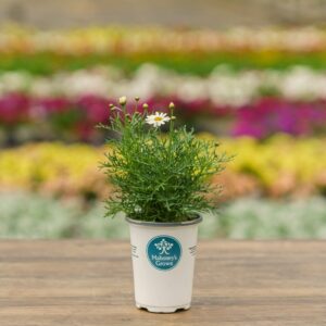 Daisy – Sassy White – 4.5″ Pot