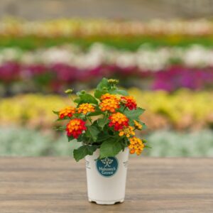 Lantana – Black Cherry – 4.5″ Pot