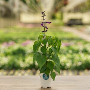 Salvia – Smokey Jazz – 4.5″ Pot