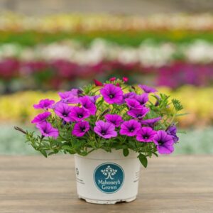 Combo – Mermaid Tails – 6.5″ Pot