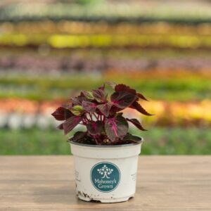 Magilla – Perilla Purple – 6.5″ Pot