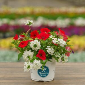Combo – Bloomin Glory – 6.5″ Pot