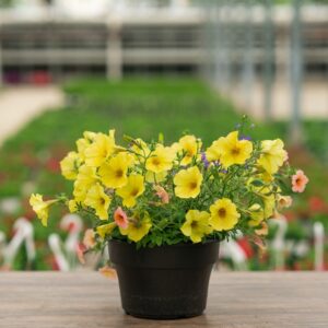 Combo – Island In The Sun – 8″ Patio Pot