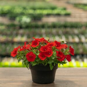Combo – Bloomin Glory – 8″ Patio Pot