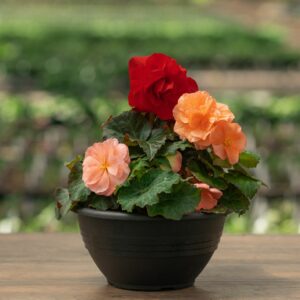 Begonia – Limitless Mix – 10″ Bowl