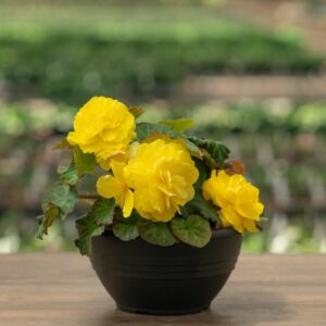 Begonia – Limitless Yellow – 10″ Bowl
