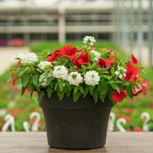 Combo – Bloomin Glory – 12″ Patio Pot