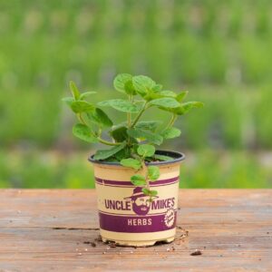 Mint – Apple – 4″ Pot