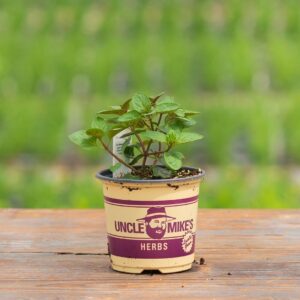 Mint – Chocolate – 4″ Pot