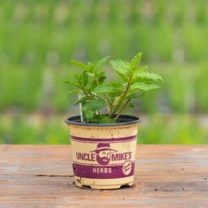 Mint – Mojito – 4″ Pot