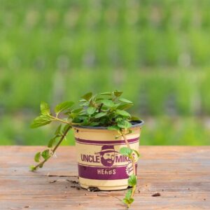 Mint – Peppermint – 4″ Pot