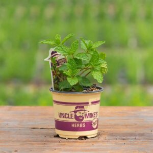 Mint – Spearmint – 4″ Pot