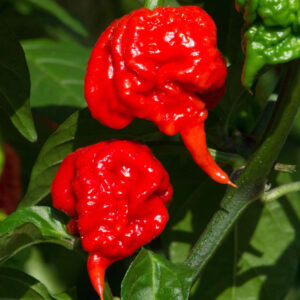 Pepper – Carolina Reaper – 6.5″ Pot (EXTREMELY HOT)