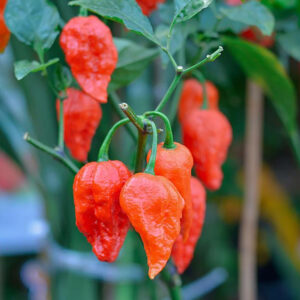 Pepper – Ghost Pepper – 6.5″ Pot (EXTREMELY HOT)