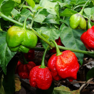 Pepper – Trinidad Scorpion – 6.5″ Pot (EXTREMELY HOT)