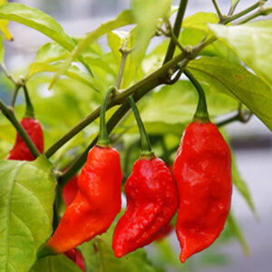 Pepper – Sriracha – 6.5″ Pot