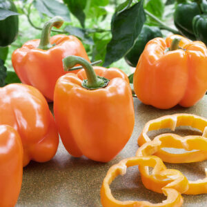 Pepper – Orange Bell – 4″ Pot