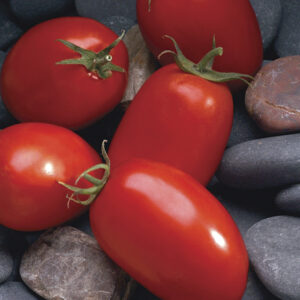 Tomato – Mariana Plum – 4.5″ Pot