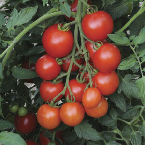 Tomato – Mountain Magic – 4.5″ Pot