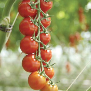 Tomato – Sakura Cherry – 4.5″ Pot