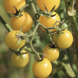 Tomato – White Cherry – 4.5″ Pot