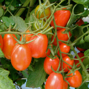 Tomato – Grape – 4″ Pot