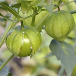 Tomatillo – Toma Verde – 4.5″ Pot