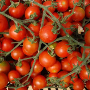 Tomato – Red Large Cherry – 4″ Pot