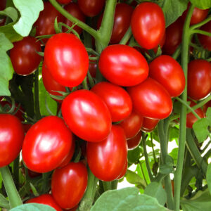 Tomato – Ruby Crush – 4″ Pot