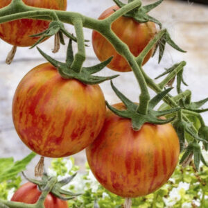 Tomato – Bumble Bee Pink – 4.5″ Pot