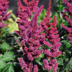 Astilbe – Visions In Red – 2.55 Quart