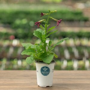 Nicotiana – Perfume Deep Purple – 4.5″ Pot