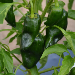 Pepper – Poblano – 4″ Pot