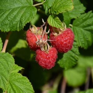 Bushel & Berry – Raspberry Shortcake – #2 Container