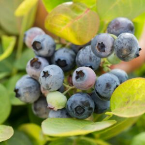 Bushel & Berry – Peach Sorbet Blueberry – #2 Container