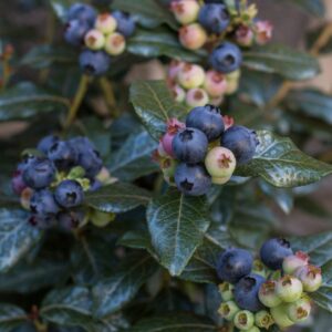 Bushel & Berry – Perpetua Blueberry – #2 Container