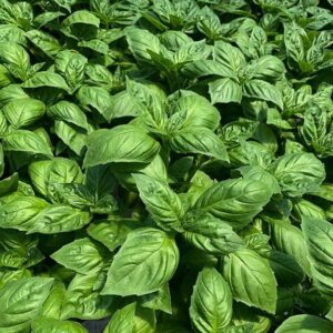 Basil – DMR Devotion – 4″ Pot