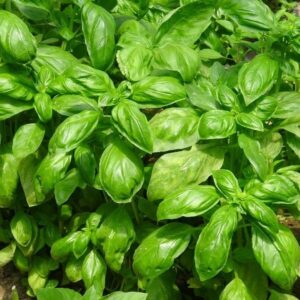 Basil – DMR Passion – 4″ Pot