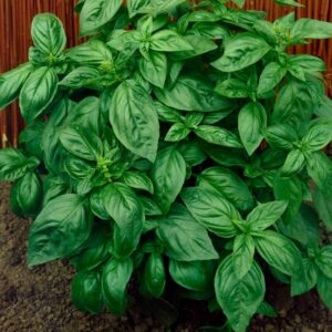 Basil – Genovese – 4″ Pot