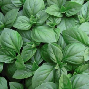 Basil – Sweet – 4″ Pot